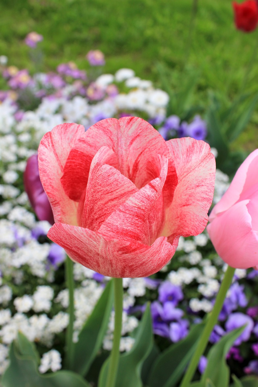 Tulip,blossom,bloom,pink,spring - free image from needpix.com