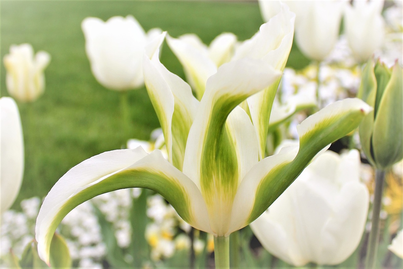 tulip white white blossom free photo
