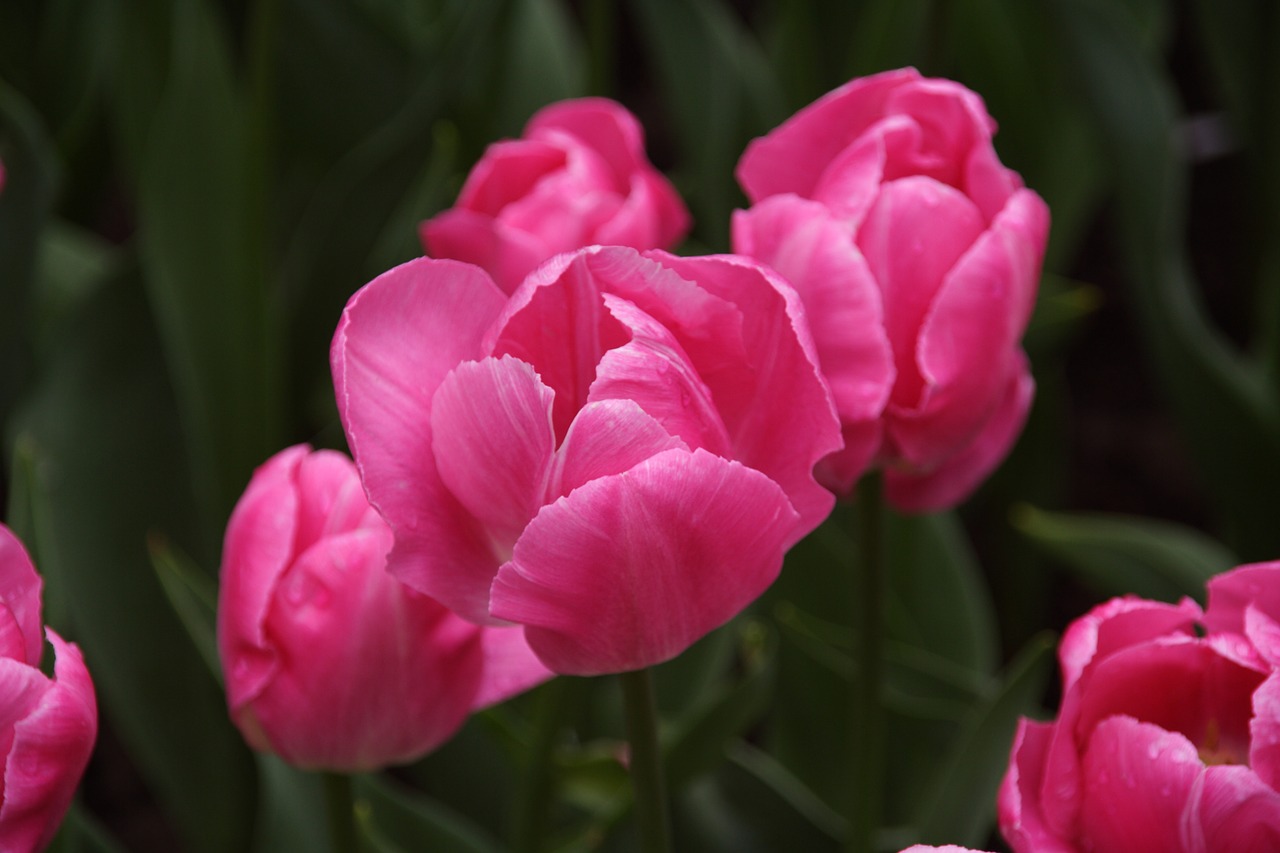 tulip tulip spring flower free photo