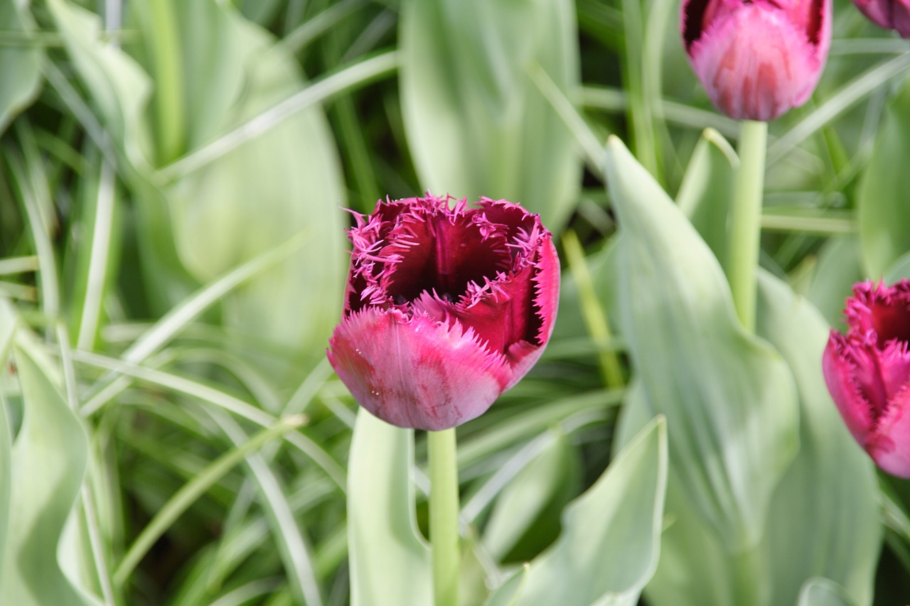 tulip tulip spring flower free photo