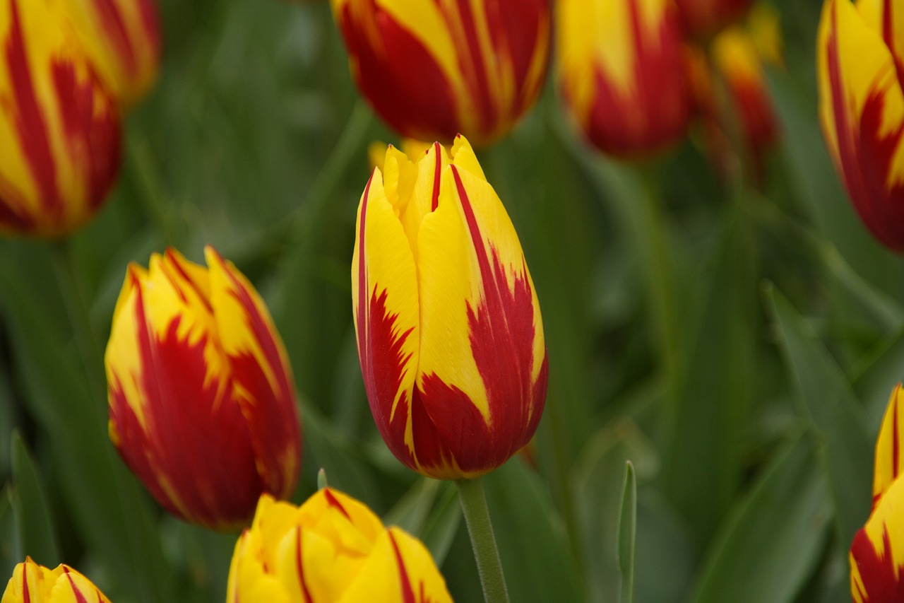 tulip tulip spring flower free photo