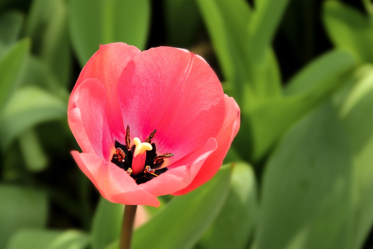 tulip tulpenbluete blossom free photo