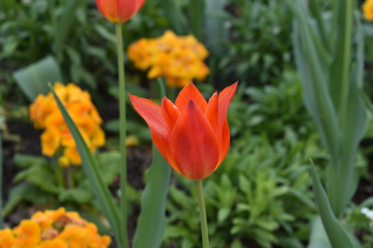 tulip flower spring free photo