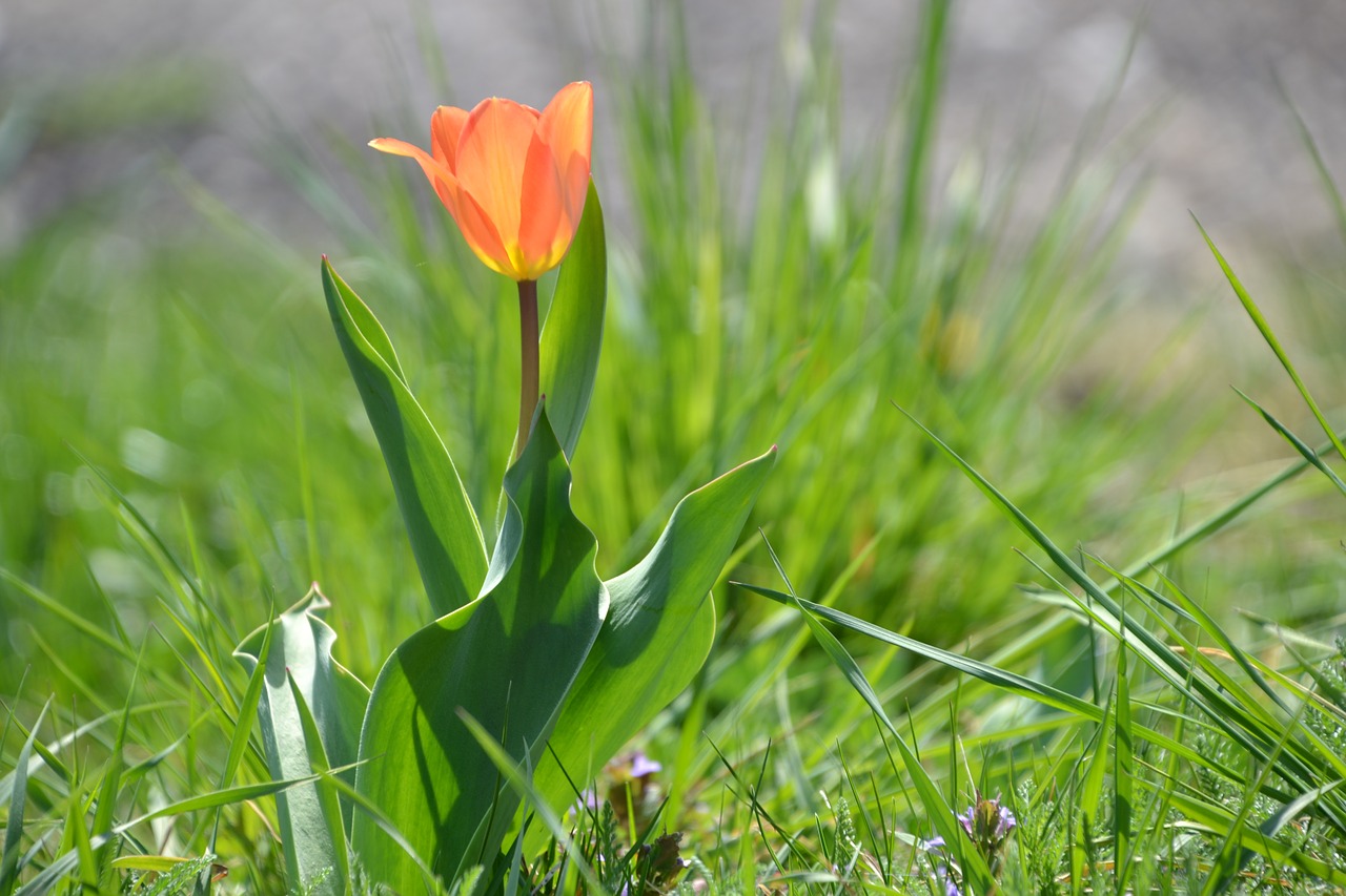 tulip flower spring free photo