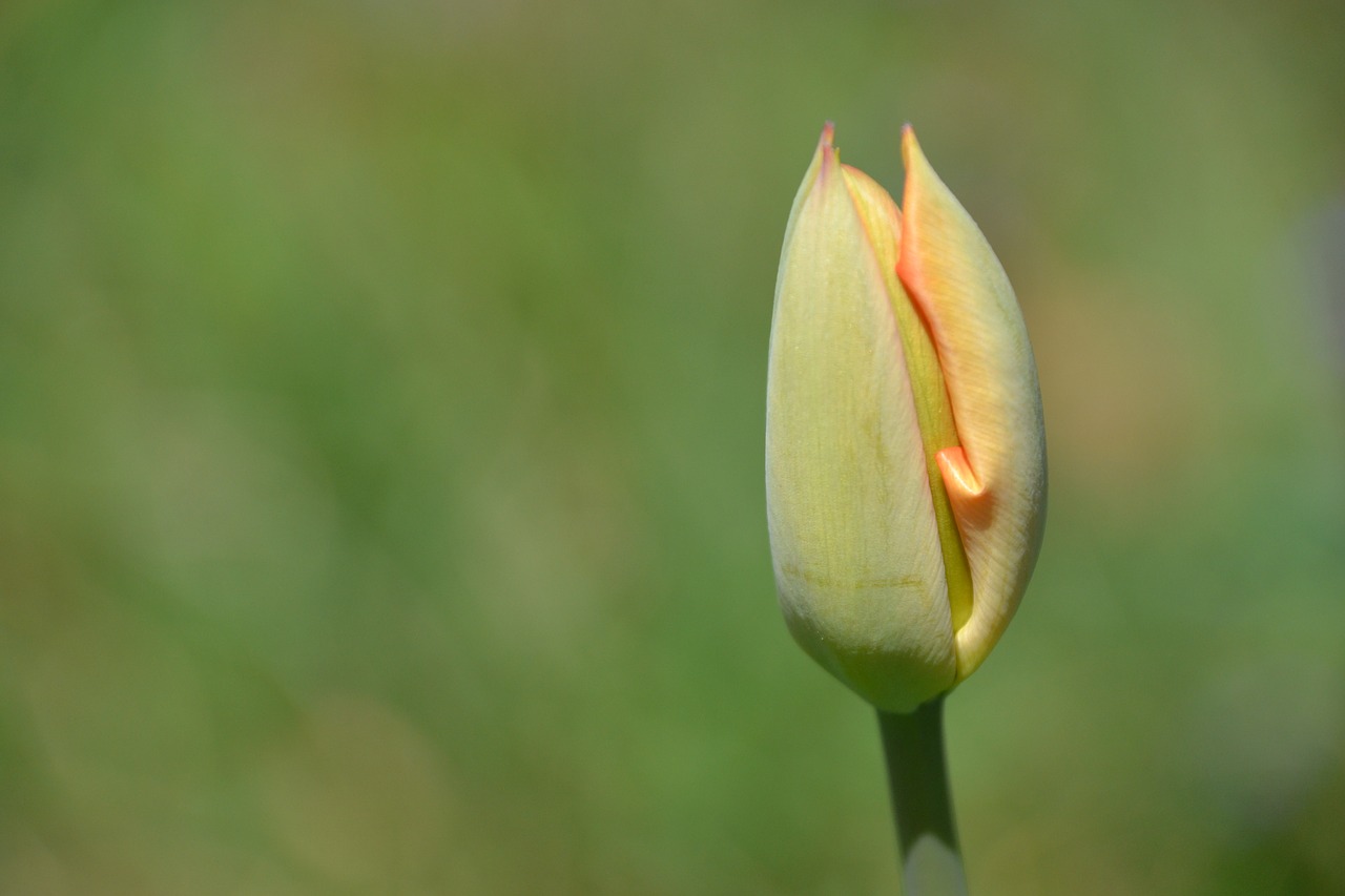 tulip flower spring free photo