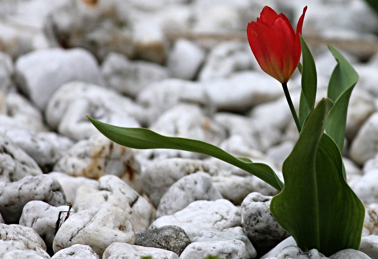 tulip stones garden free photo