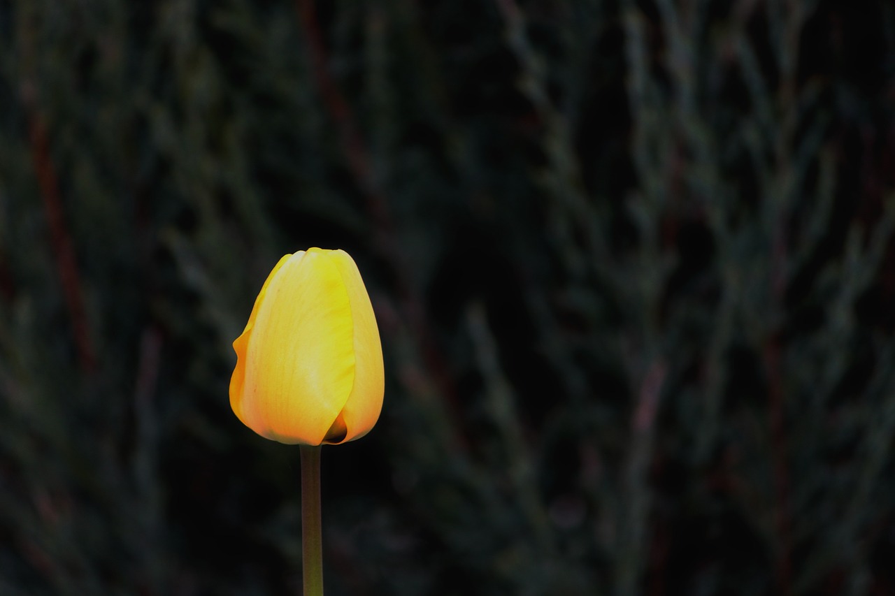 tulip blossom bloom free photo