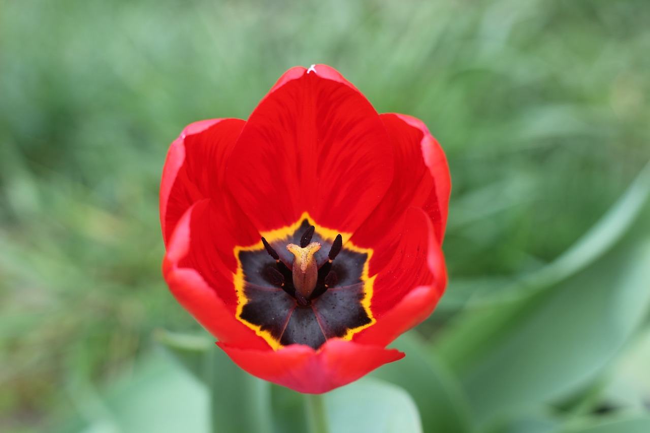 tulip red flowers free photo