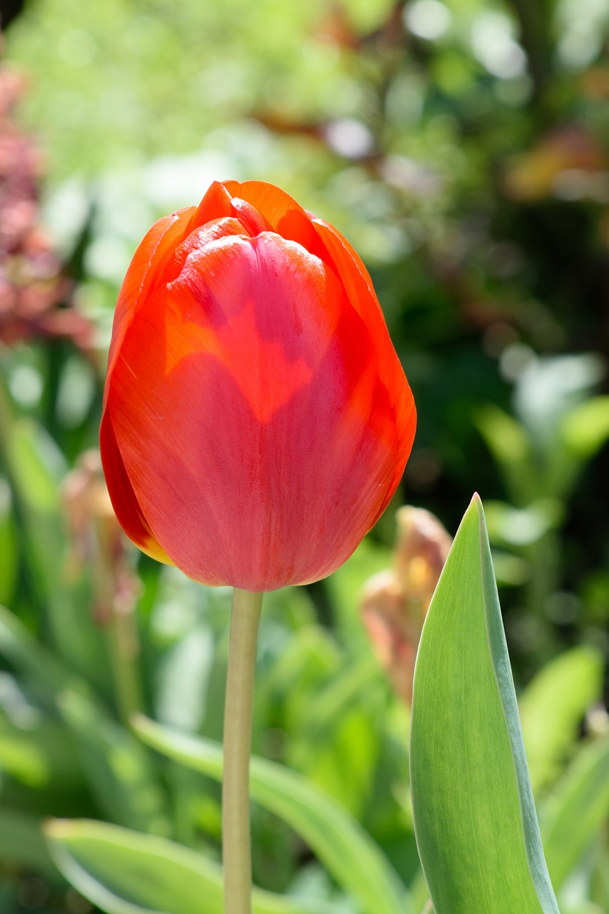 tulip spring nearby free photo