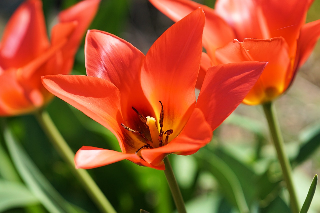 tulip flower blossom free photo