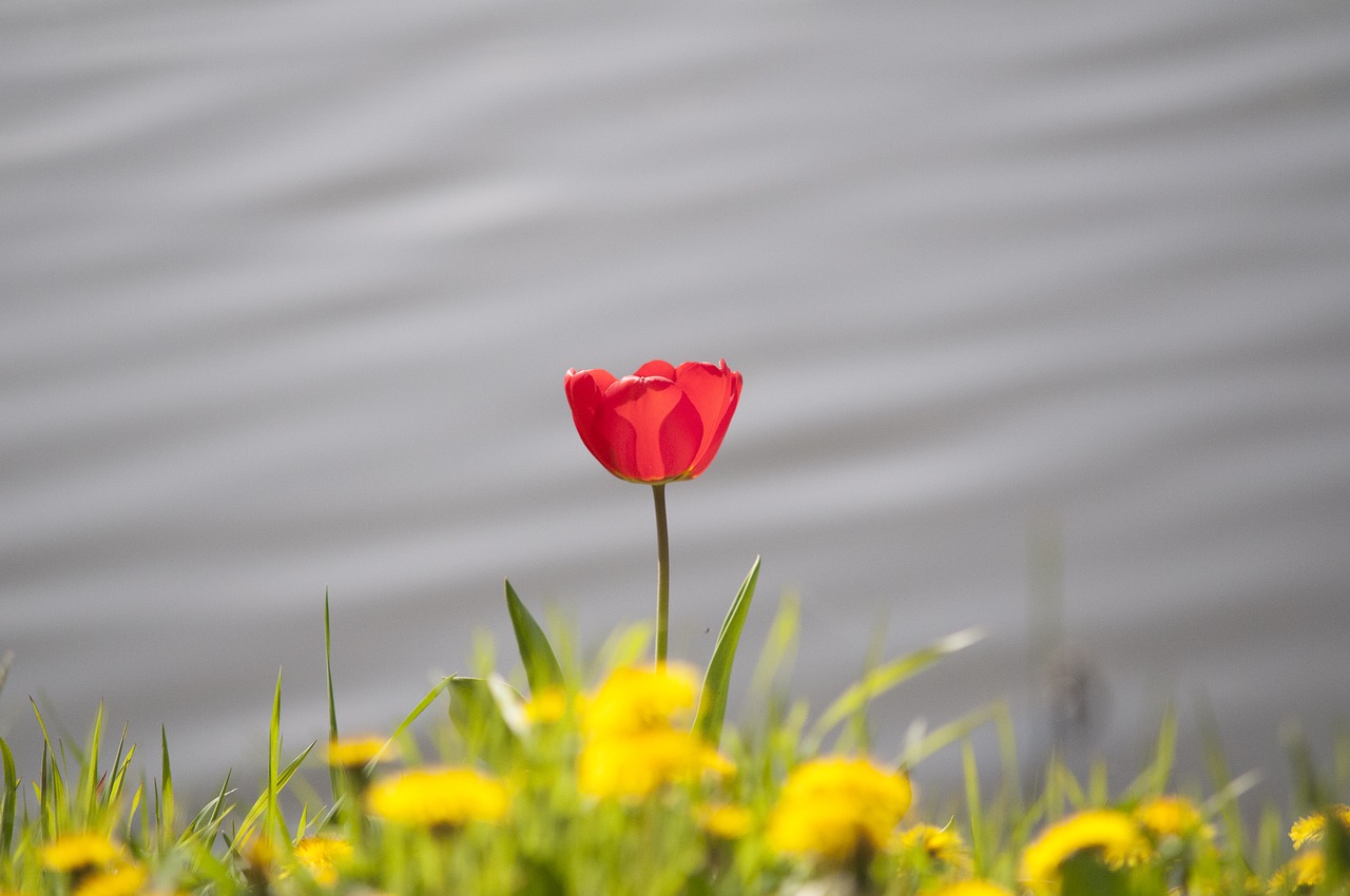 tulip spring flower free photo