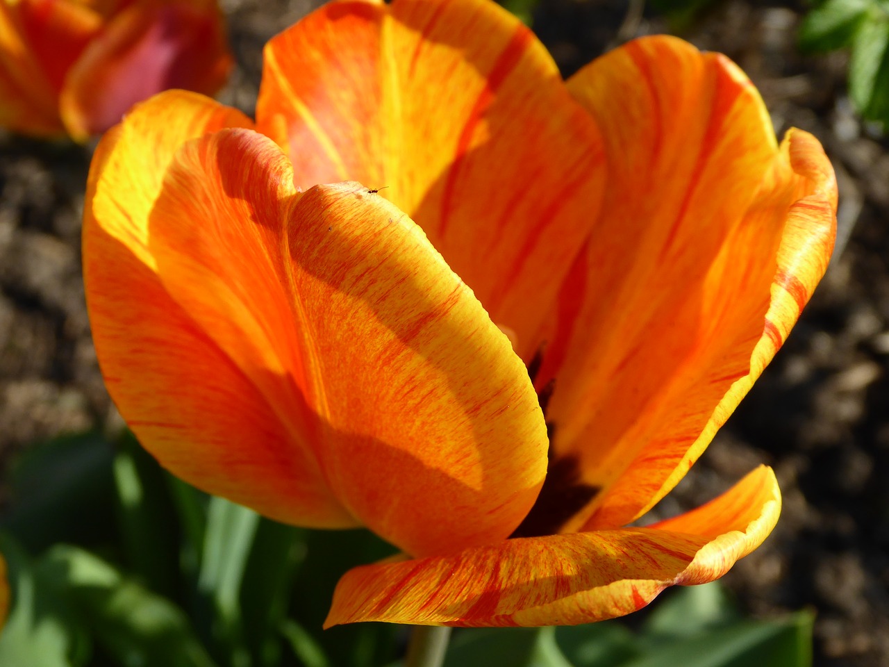 tulip flowers spring free photo