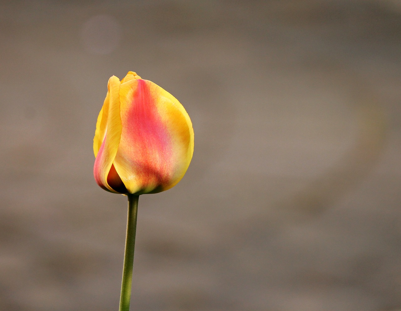 tulip closed blossom free photo