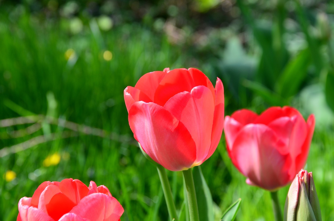 tulip flower spring free photo