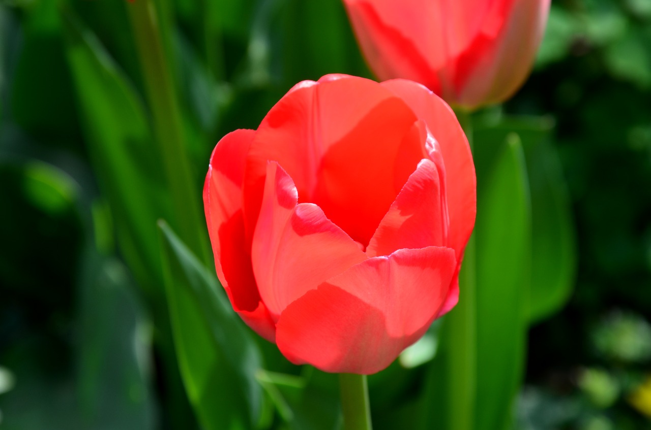 tulip flower spring free photo