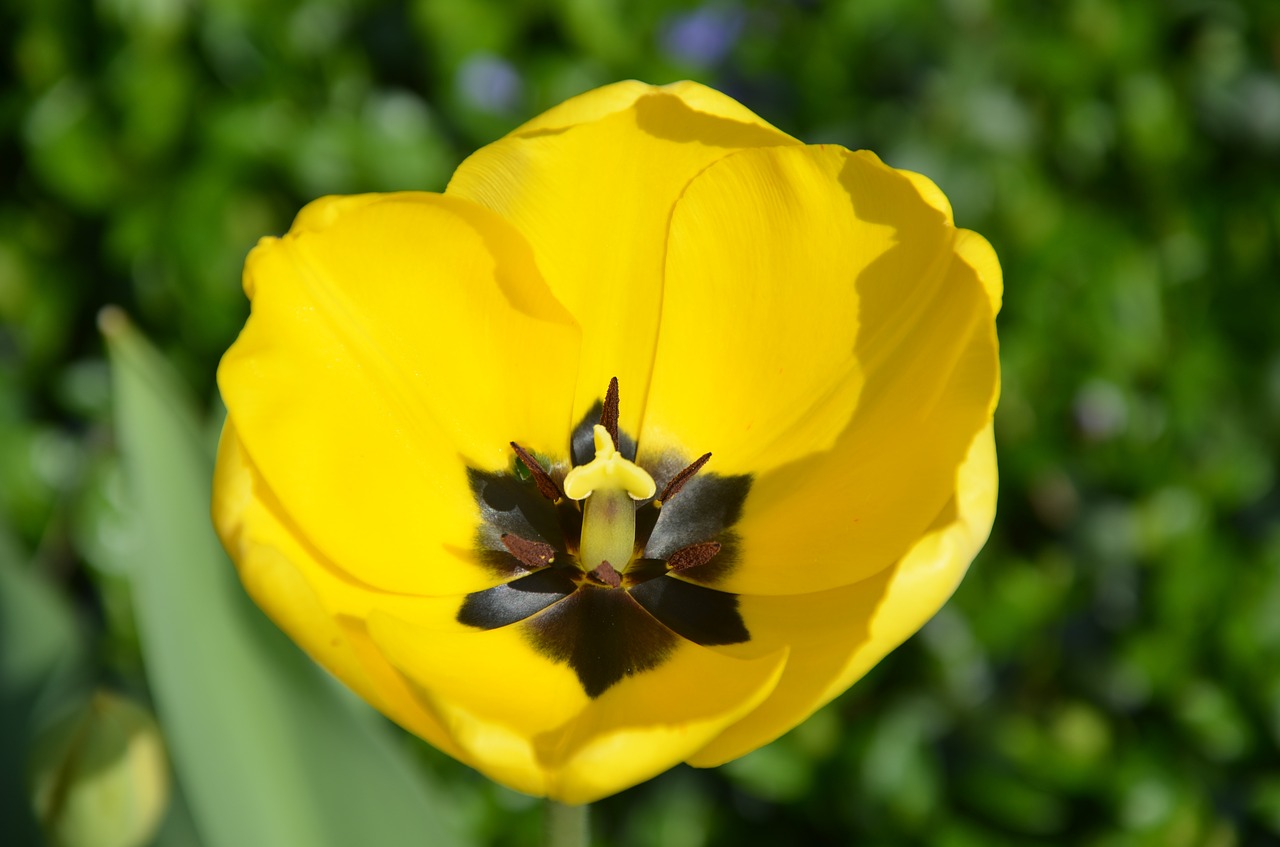 tulip flower spring free photo