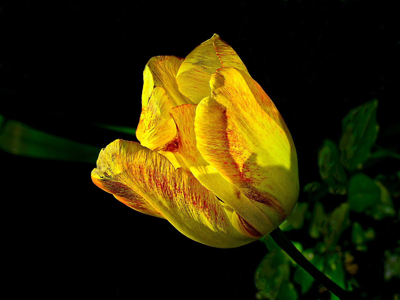 tulip spring nature free photo