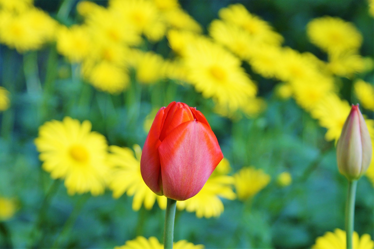 tulip flower red free photo