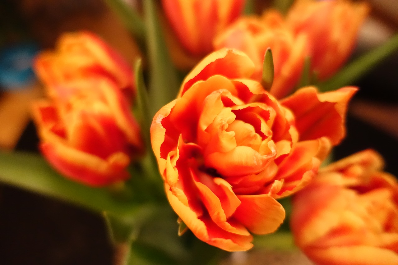 tulip tulips bouquet free photo