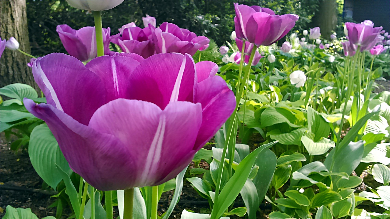 tulip flower spring free photo