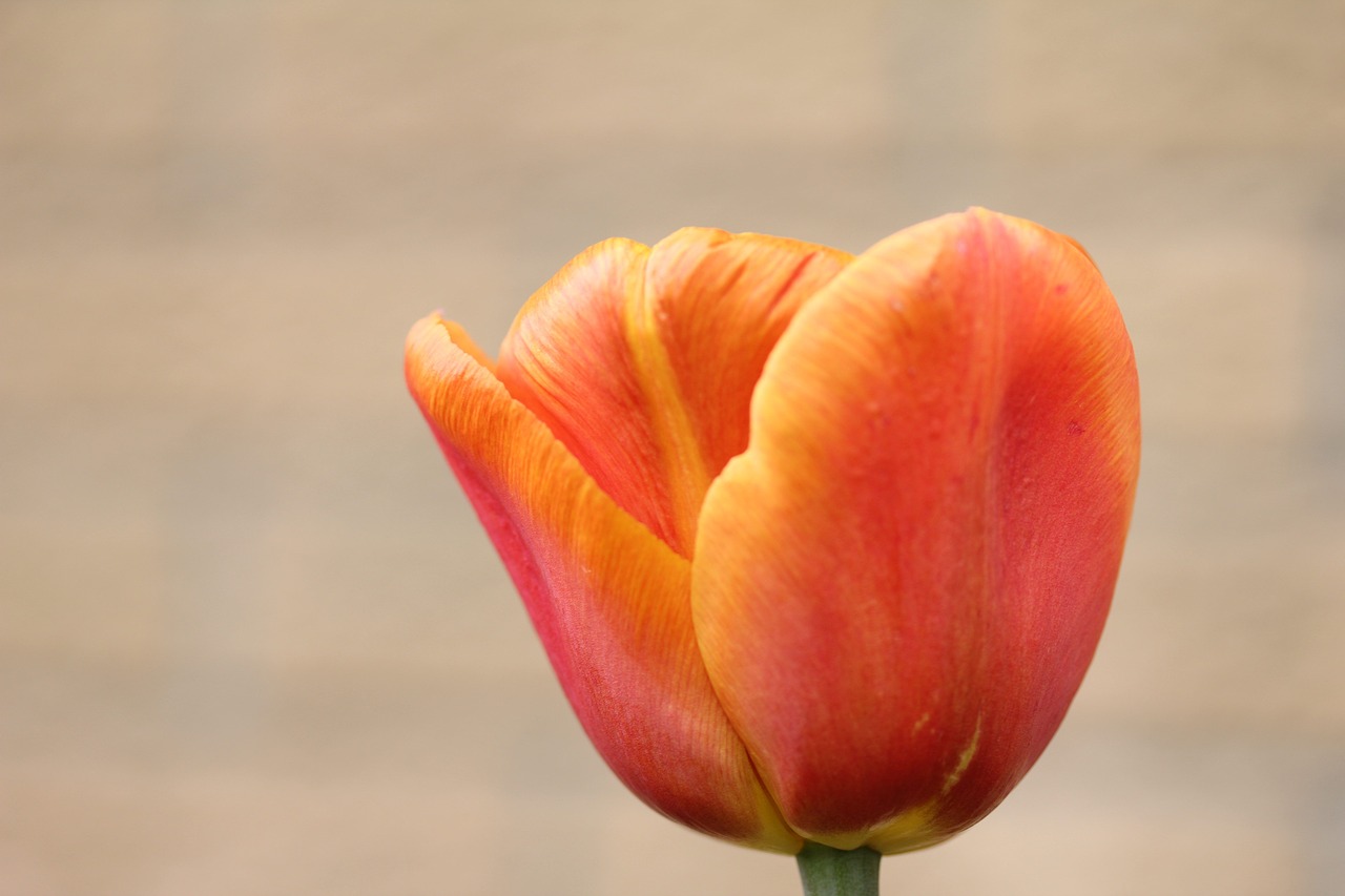 tulip orange flower free photo