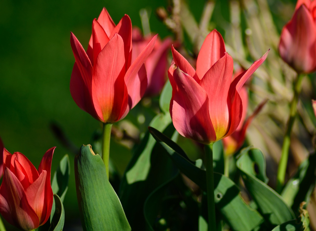 tulip outdoor spring free photo