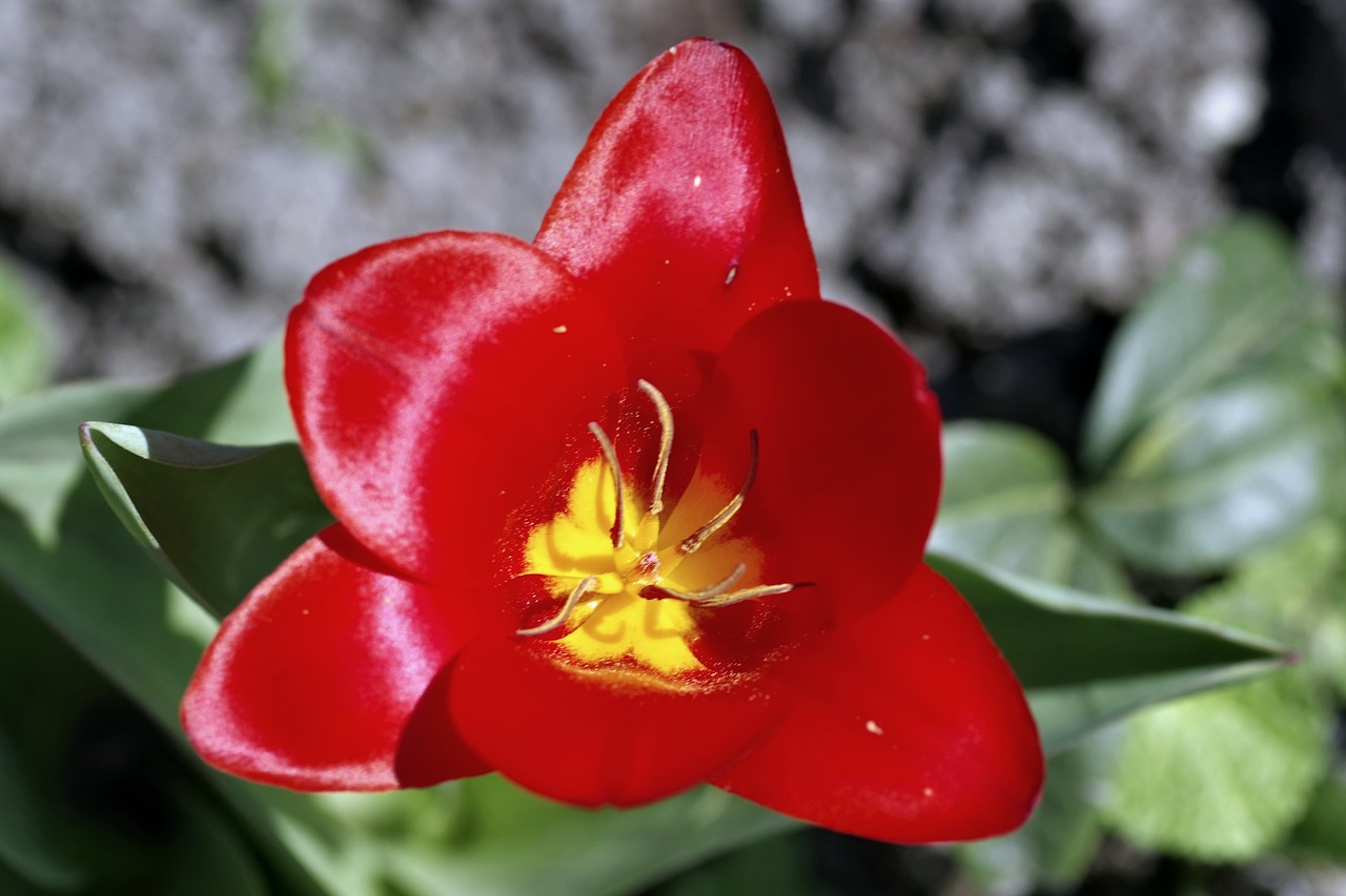 tulip red the interior of the free photo