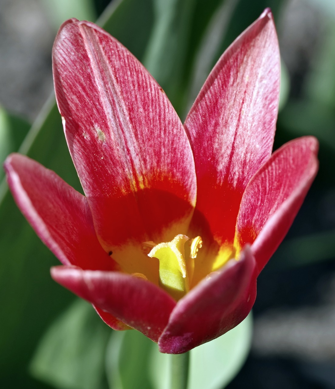 tulip red the interior of the free photo