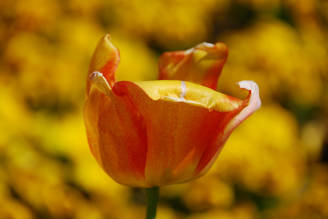 tulip flower yellow free photo