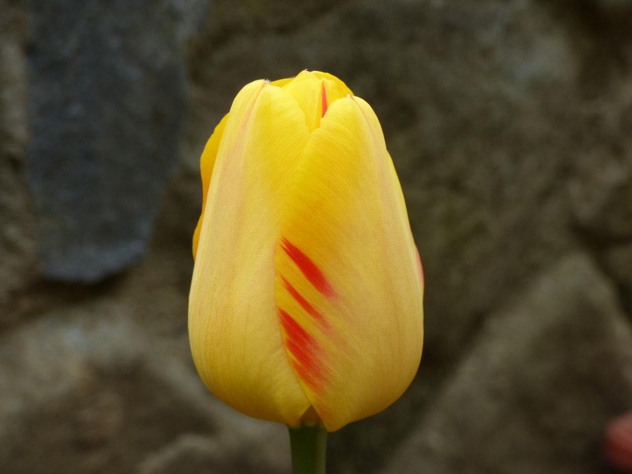 tulip flower tulips free photo