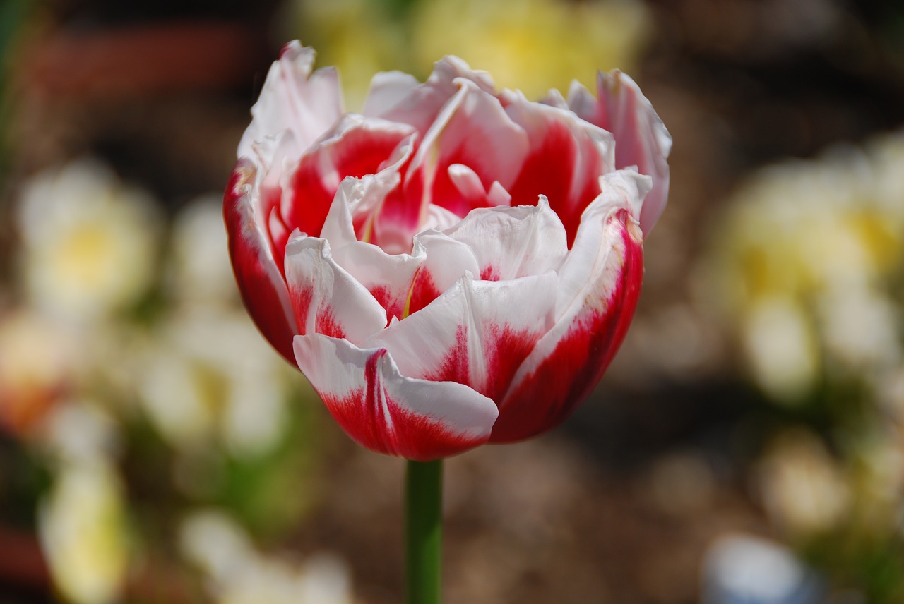 tulip flower yellow free photo