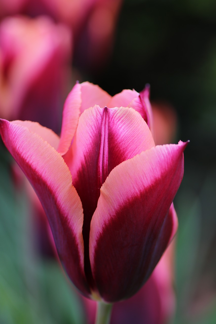 tulip pink spring free photo