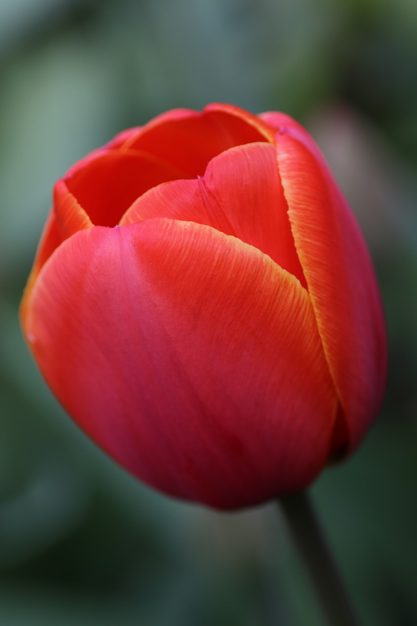 tulip red orange free photo