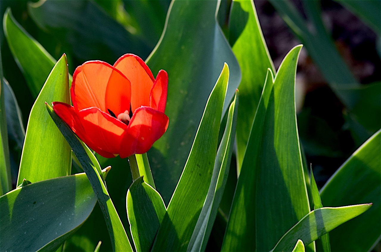 tulip red green free photo