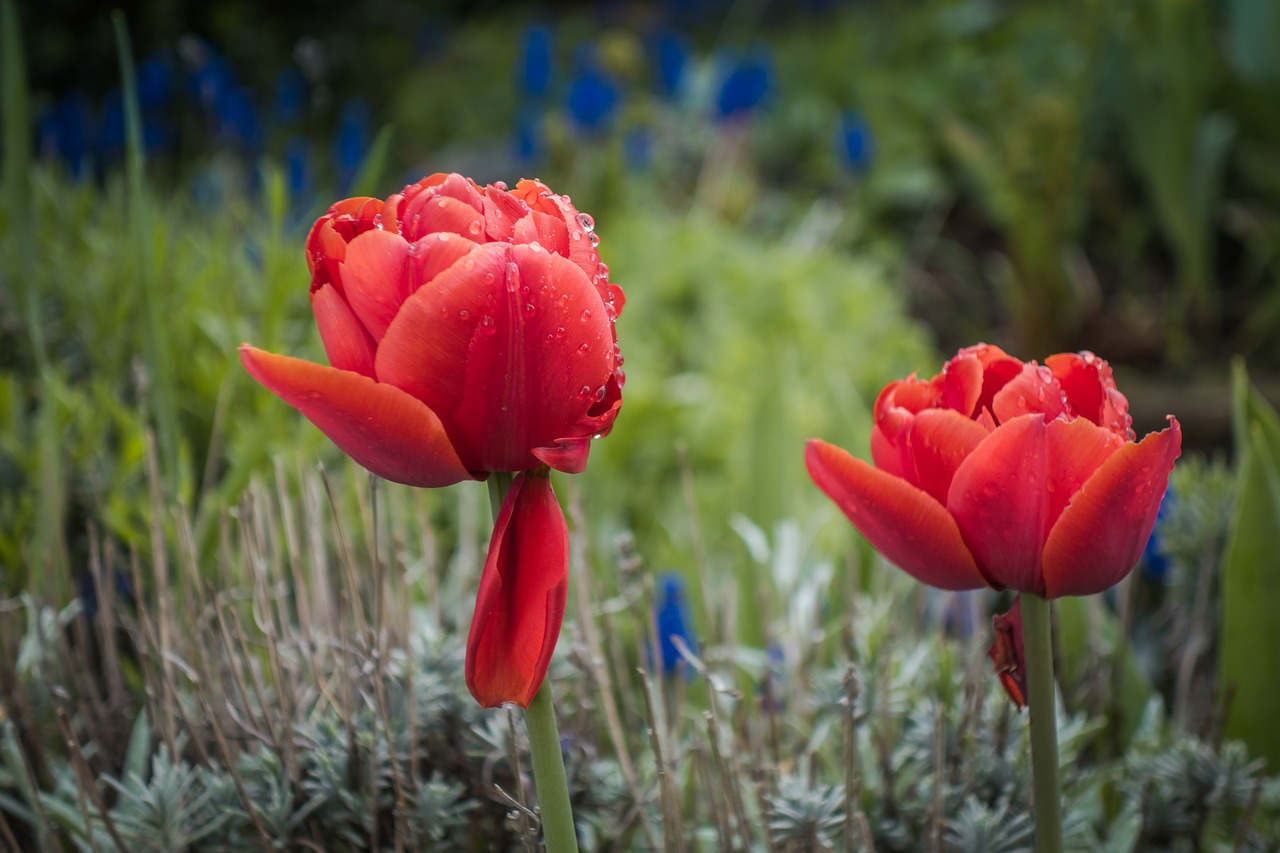 tulip flower spring free photo