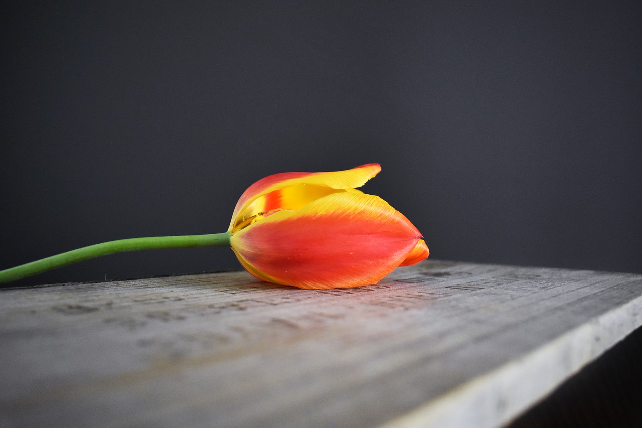 tulip wooden crate orange free photo