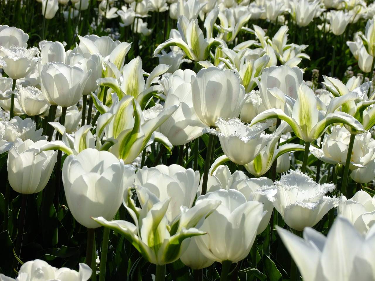 tulip tulipa breeding tulip free photo