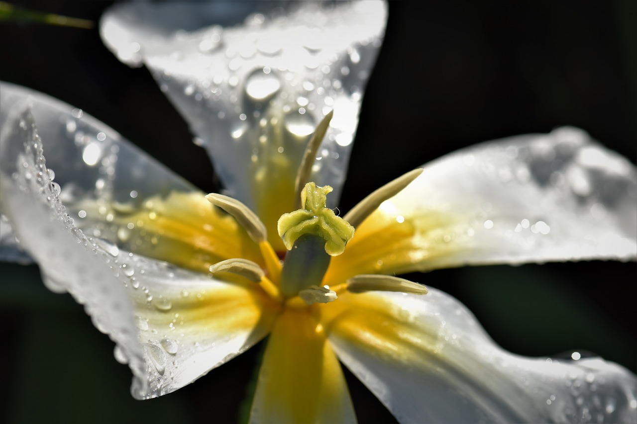 tulip flower bloom free photo