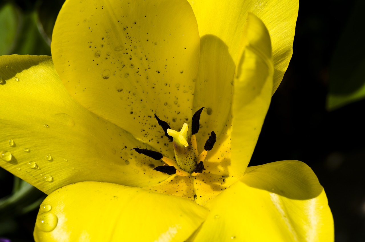 tulip yellow spring free photo