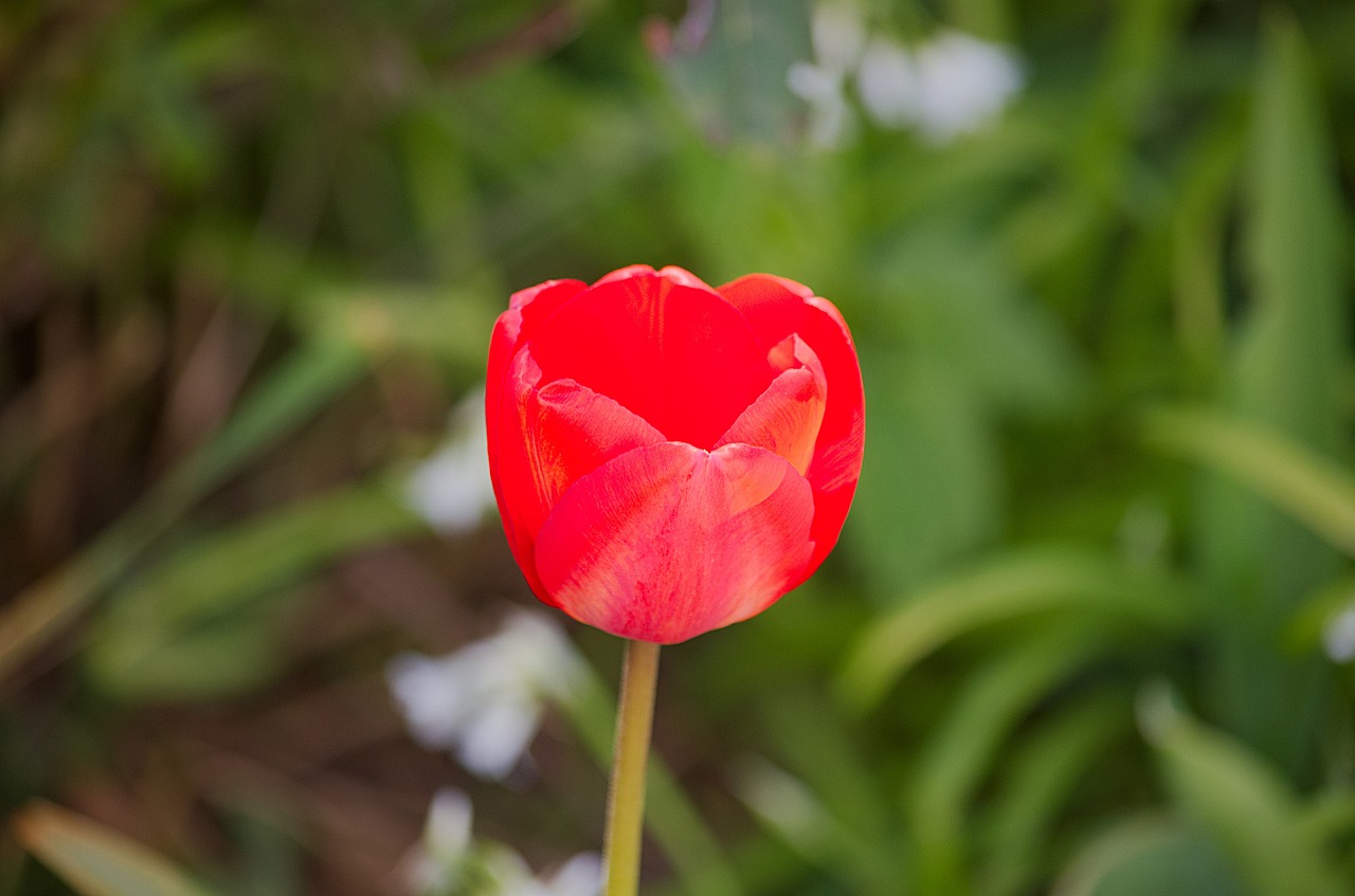 tulip flower holland free photo