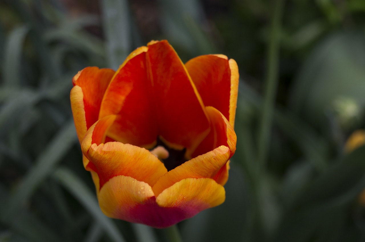 tulip flower orange free photo