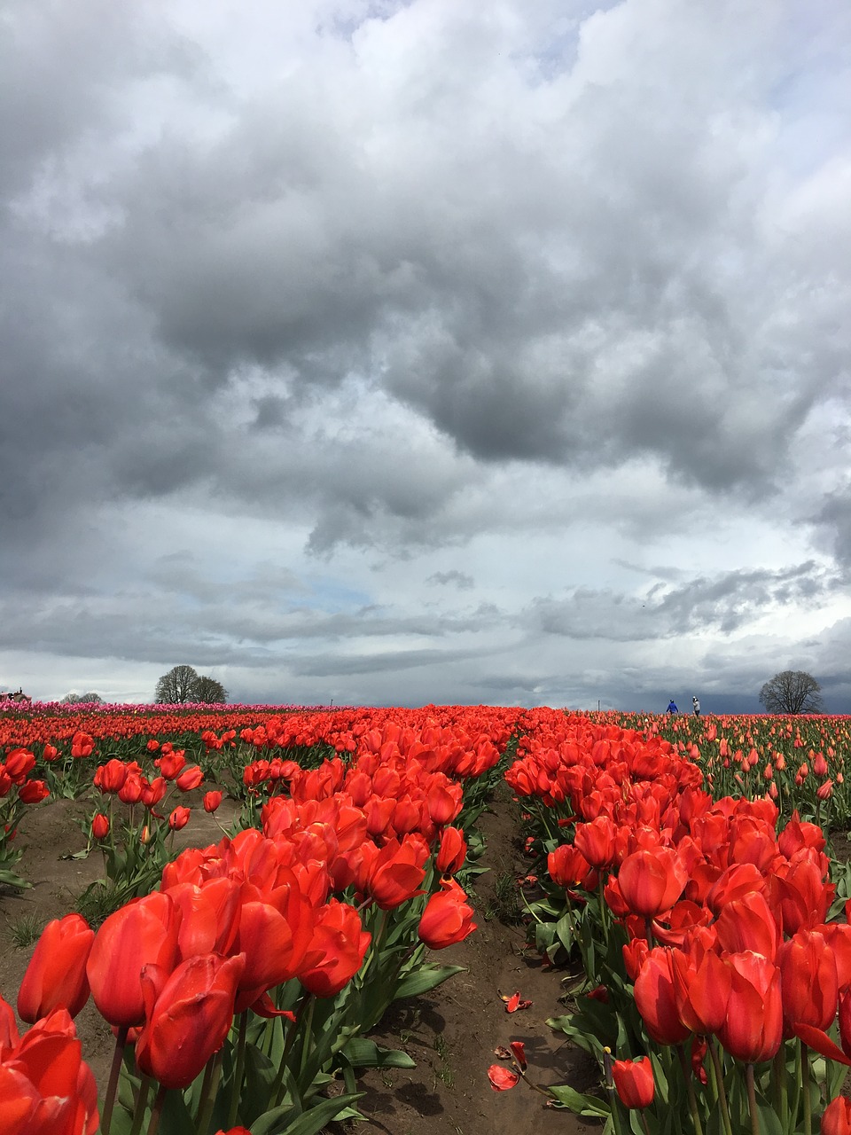 tulip red storm clouds free photo