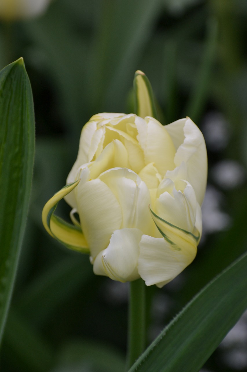 tulip white white flower free photo