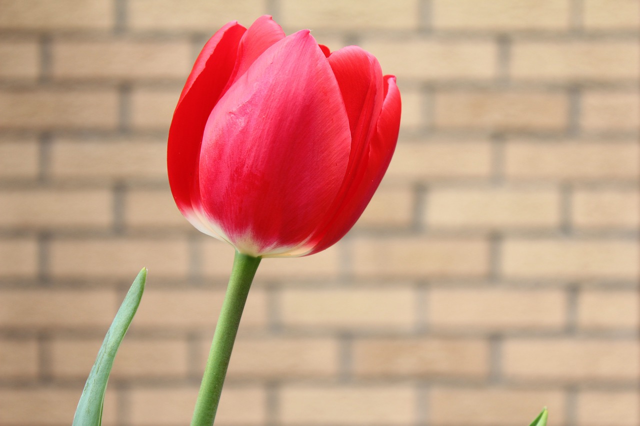 tulip red sunny free photo