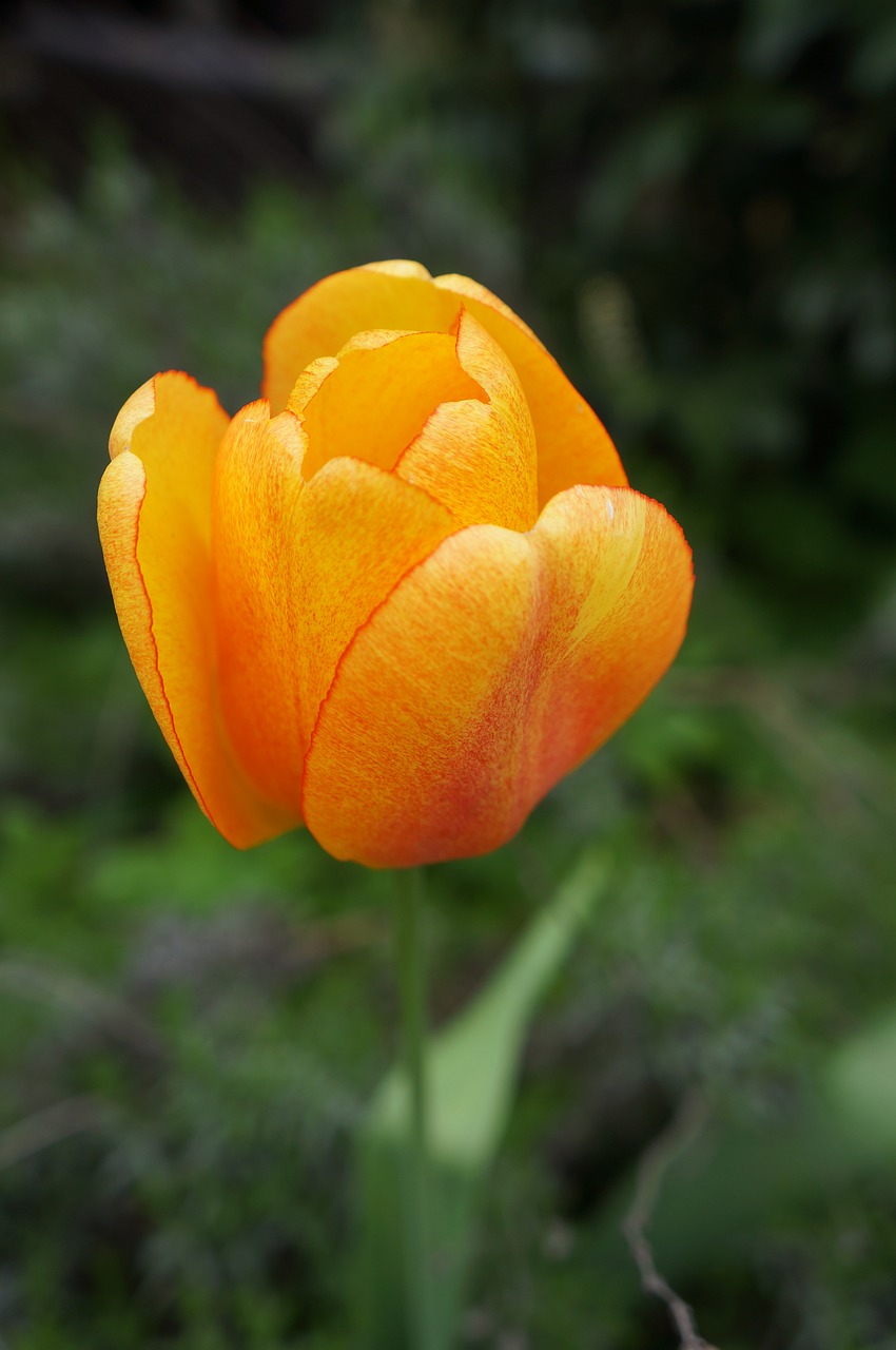 tulip flower orange free photo