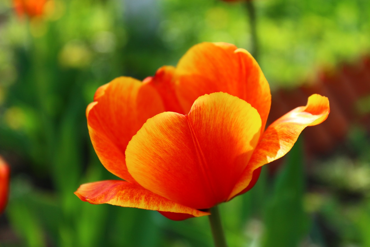 tulip may 9 victory day free photo