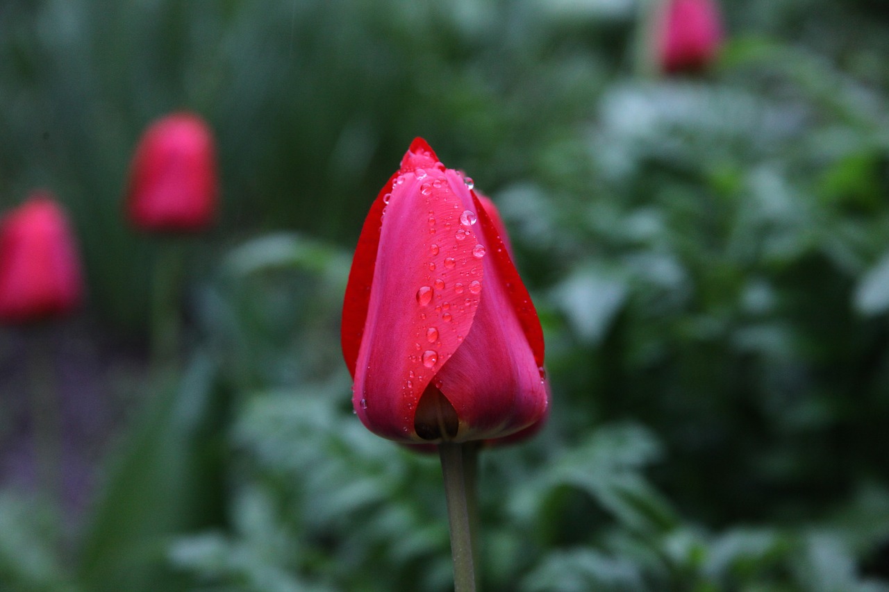 tulip red flower rain free photo