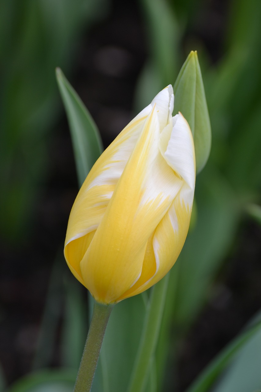 tulip yellow spring free photo