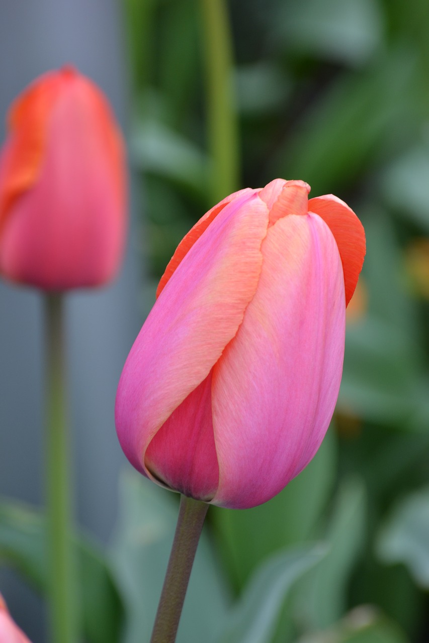 tulip spring flower rose free photo