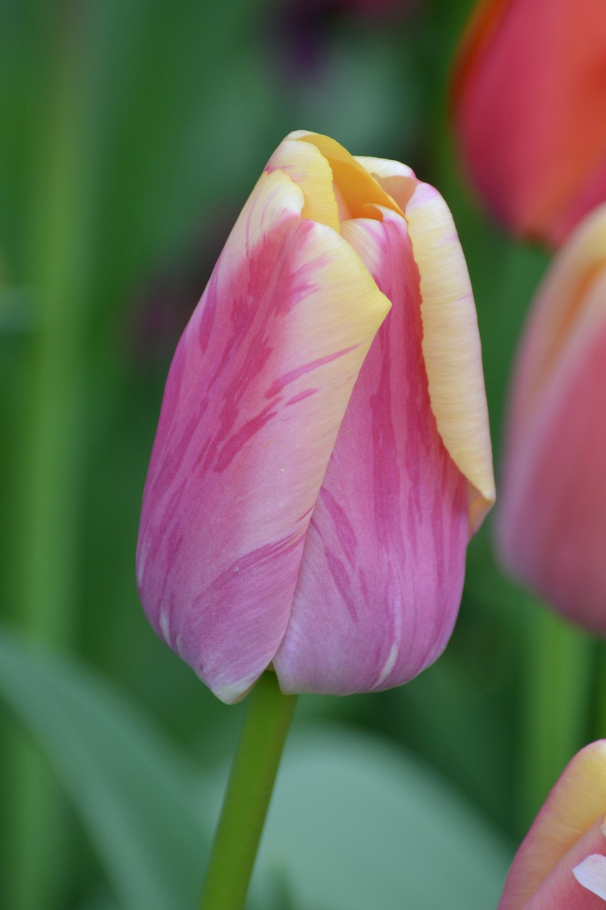 tulip spring flower rose free photo